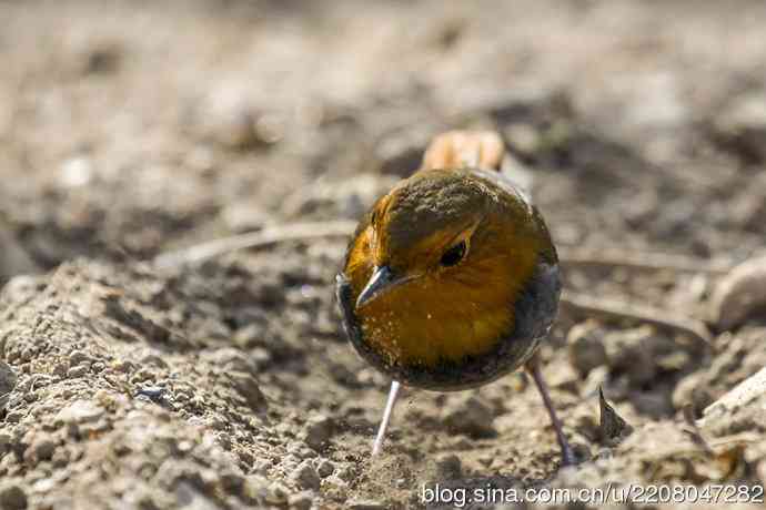 233.打鸟归来收获多多---(5)日本歌鸲 233.打鸟归来收获多多---(5)日本歌鸲