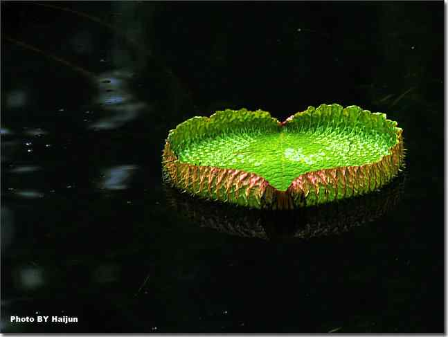 圆明园观赏亚马逊王莲