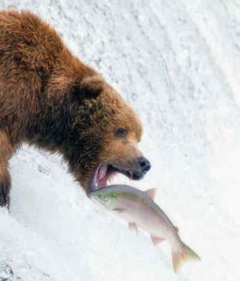 自然奇观:动物大迁徙(大马哈鱼) 自然奇观:动物大迁徙(大马哈鱼)