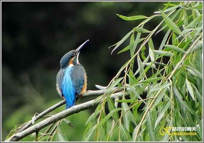 鈥溞〈溻澒槔础菊掌