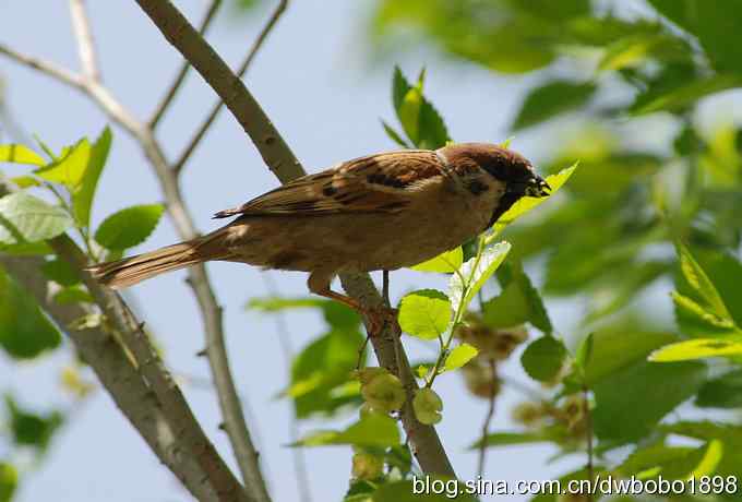 朱雀和北宫的鸟 朱雀和北宫的鸟