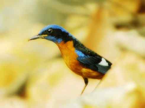 美丽无罪:雀鸟之矶鸫 美丽无罪:雀鸟之矶鸫