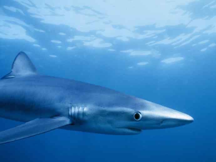 鱼类活化石：魔鬼鲨