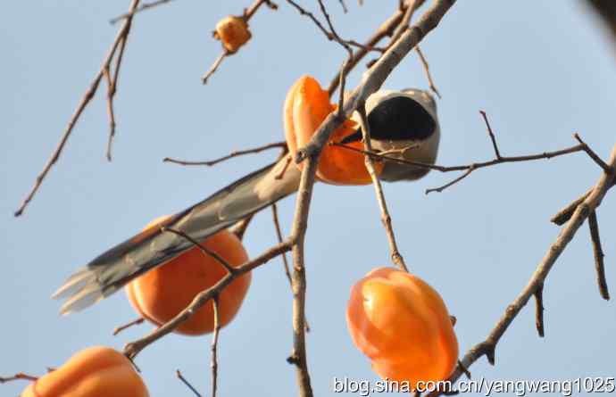 谁爱吃柿子？（喜鹊）