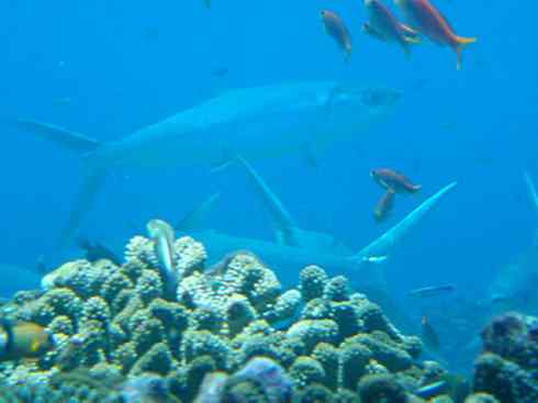 鱼类活化石：虱目鱼