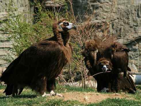 鸟类之最:大秃鹫