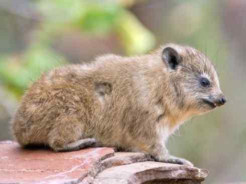 动物世界：山寨还是原创之十