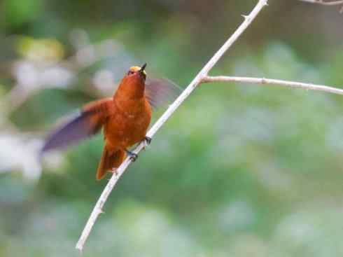 极品红色鸟类:红蜂虎 极品红色鸟类:红蜂虎
