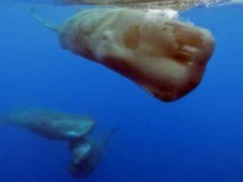 自然奇观：动物大迁徙(齿鲸类)