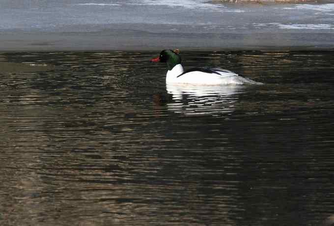 白河峡谷三月雪 白河峡谷三月雪
