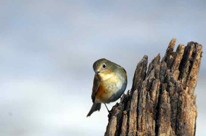 雌性红胁蓝尾鸲(25)