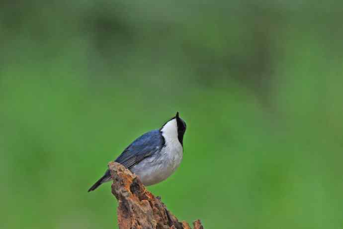 雄性蓝歌鸲（11）