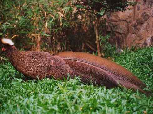 凤凰:传说中的鸟原型探秘(大眼斑雉) 凤凰:传说中的鸟原型探秘(大眼斑雉)