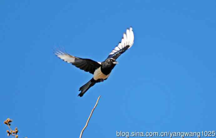 枝头的喜鹊（随拍）