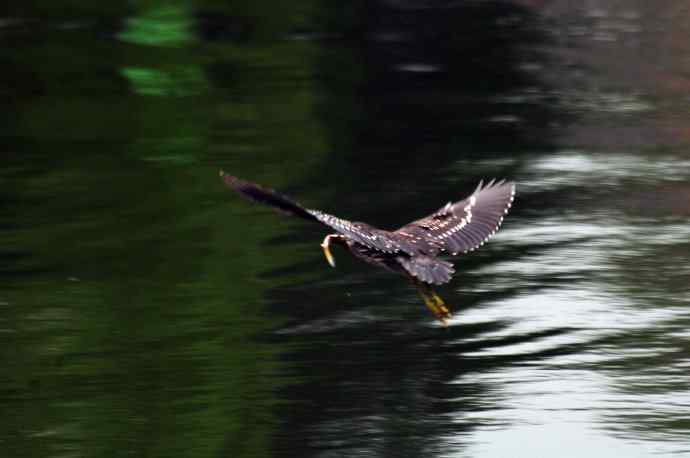 北海也有夜鹭飞(记实版) 北海也有夜鹭飞(记实版)