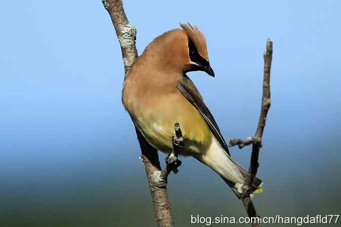 雪松太平鸟（2）