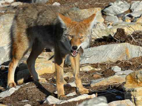 犬科:犬亚科犬属之郊狼、红狼 犬科:犬亚科犬属之郊狼、红狼