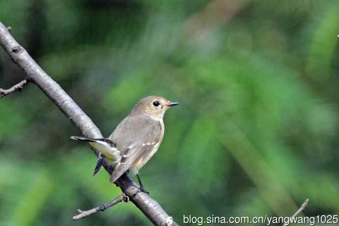 秋天的红喉姬鹟（8）