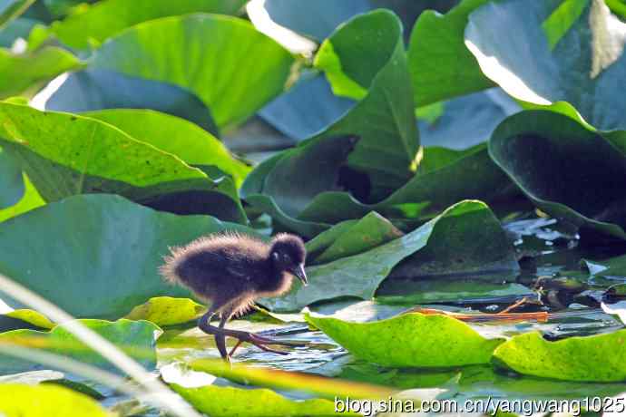 白胸苦恶鸟宝宝出窝了（2）
