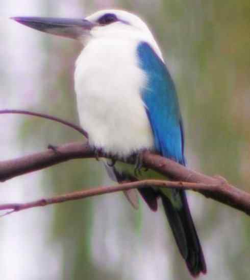 白头鸟系列:另类的美丽4 白头鸟系列:另类的美丽4