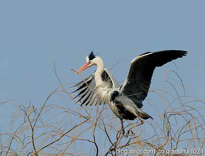 蓝天下勤劳的苍鹭