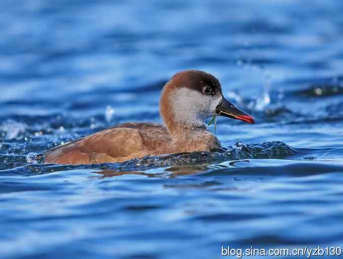 冰之蓝&bull;赤嘴潜鸭&bull;元宵节快乐（组图，15张图片）