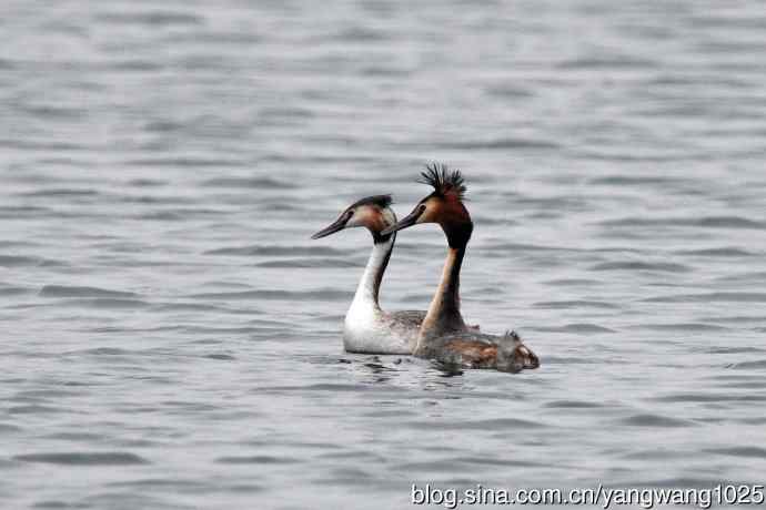 蜜月中的凤头