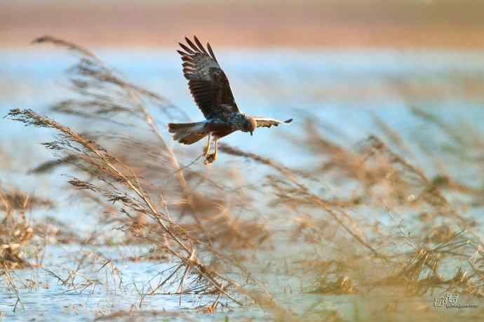 【行为-纪实】野鸭湖觅食的白腹鹞