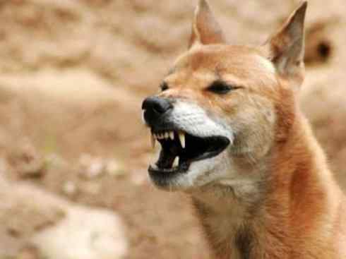 犬科：犬亚科犬属之澳洲野犬、歌唱犬、家犬