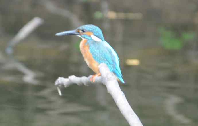 北京动物园的鸟类——拍翠鸟（纪实）