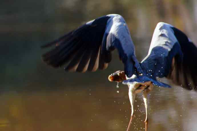 苍鹭捕食