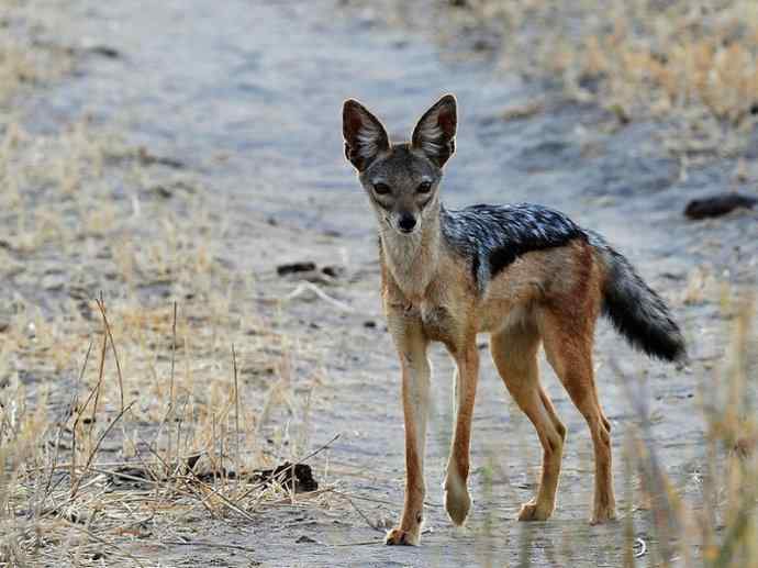 犬科：犬亚科犬属之西门豺、侧纹豺（胡狼类）