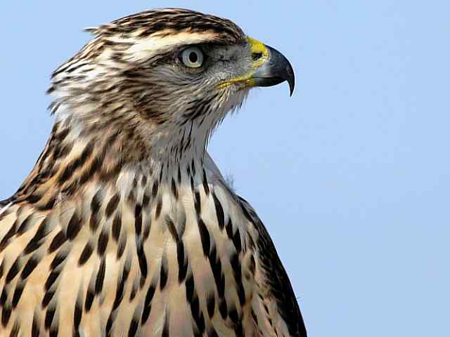 浅水湾观猛零距离
