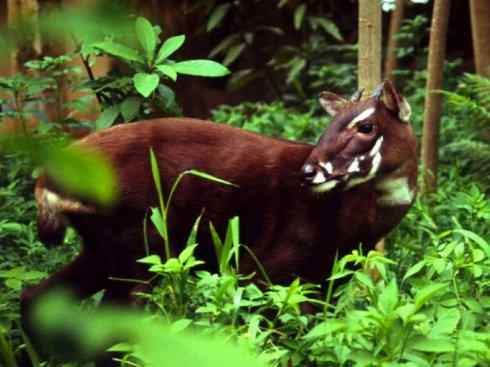 麒麟：传说的兽原型探秘（紫羚）