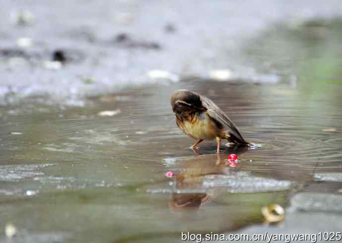洗浴中的褐柳莺