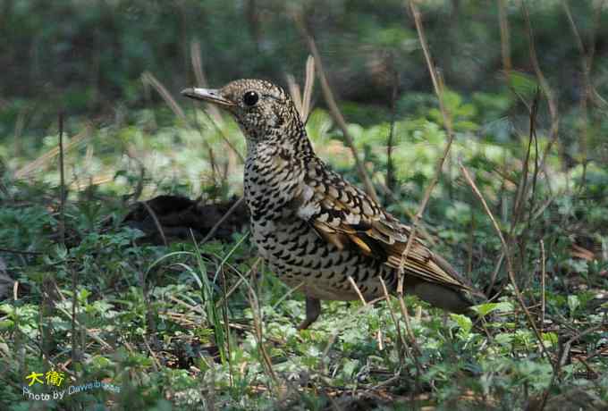 二鸫献寿：虎斑地鸫和宝兴歌鸫
