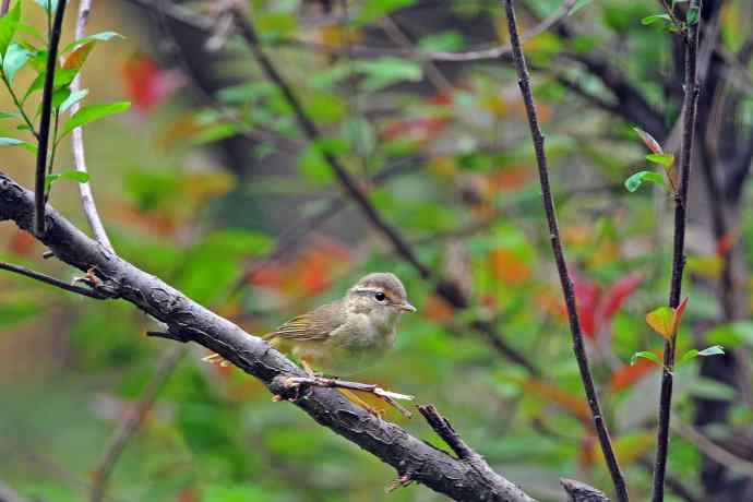 巨嘴柳莺(9) 巨嘴柳莺(9)