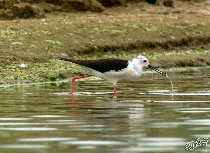 北京沙河&nbsp;wbr路&nbsp;wbr黑翅长脚鹬和扇尾沙锥