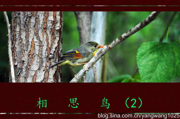 北京天坛公园的鸟类——相思鸟（2）