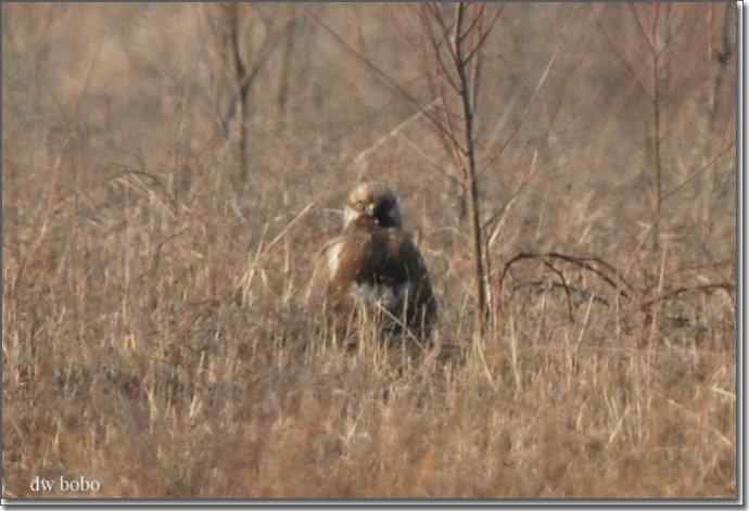 野鸭湖猛禽-红隼、短耳鸮、毛脚鵟