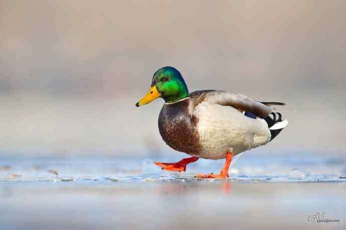 绿头鸭 绿头鸭
