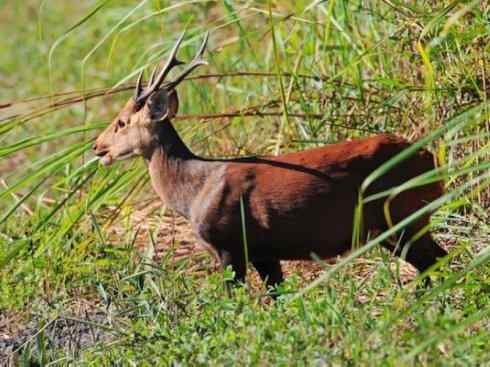 麒麟：传说的兽原型探秘（麋鹿）