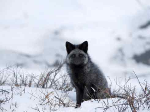 犬科：狐亚科狐属