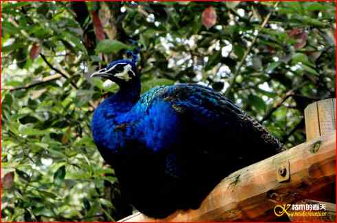 鈥湸蚰疋澬律睢菊掌