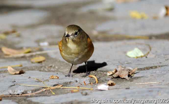 阳光下的红肋蓝尾鸲 wbr wbr2