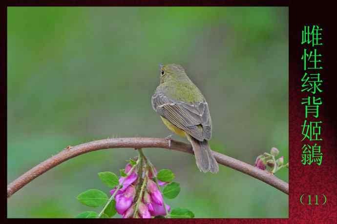 北京天坛公园的鸟类——雌性绿背姬鶲（11）