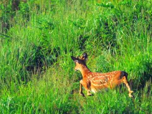 麒麟:传说的兽原型探秘(梅花鹿) 麒麟:传说的兽原型探秘(梅花鹿)