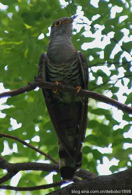 夏日欢鸣的四声杜鹃