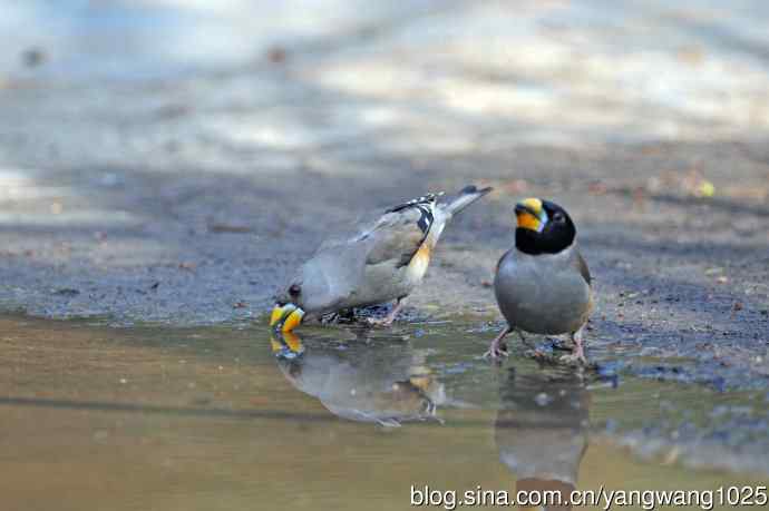 饮水的黑尾蜡嘴雀(1) 饮水的黑尾蜡嘴雀(1)
