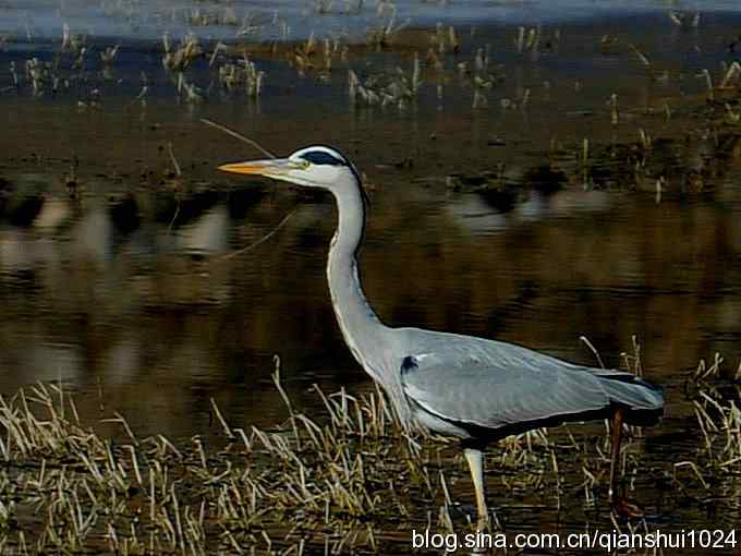 苍鹭抓鱼记(十渡)
